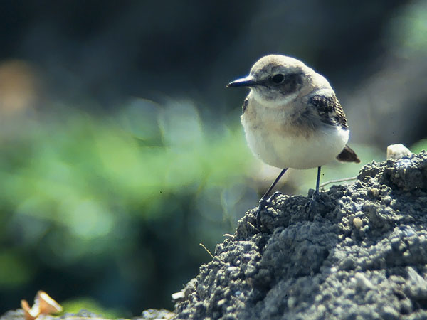Rusotasku, Black-eared Wheatear, Oenanthe hispanica